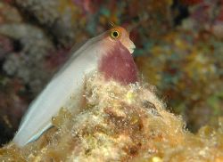 Cautiously curious. Grand Cayman. D70, 105 mm macro. by David Heidemann 